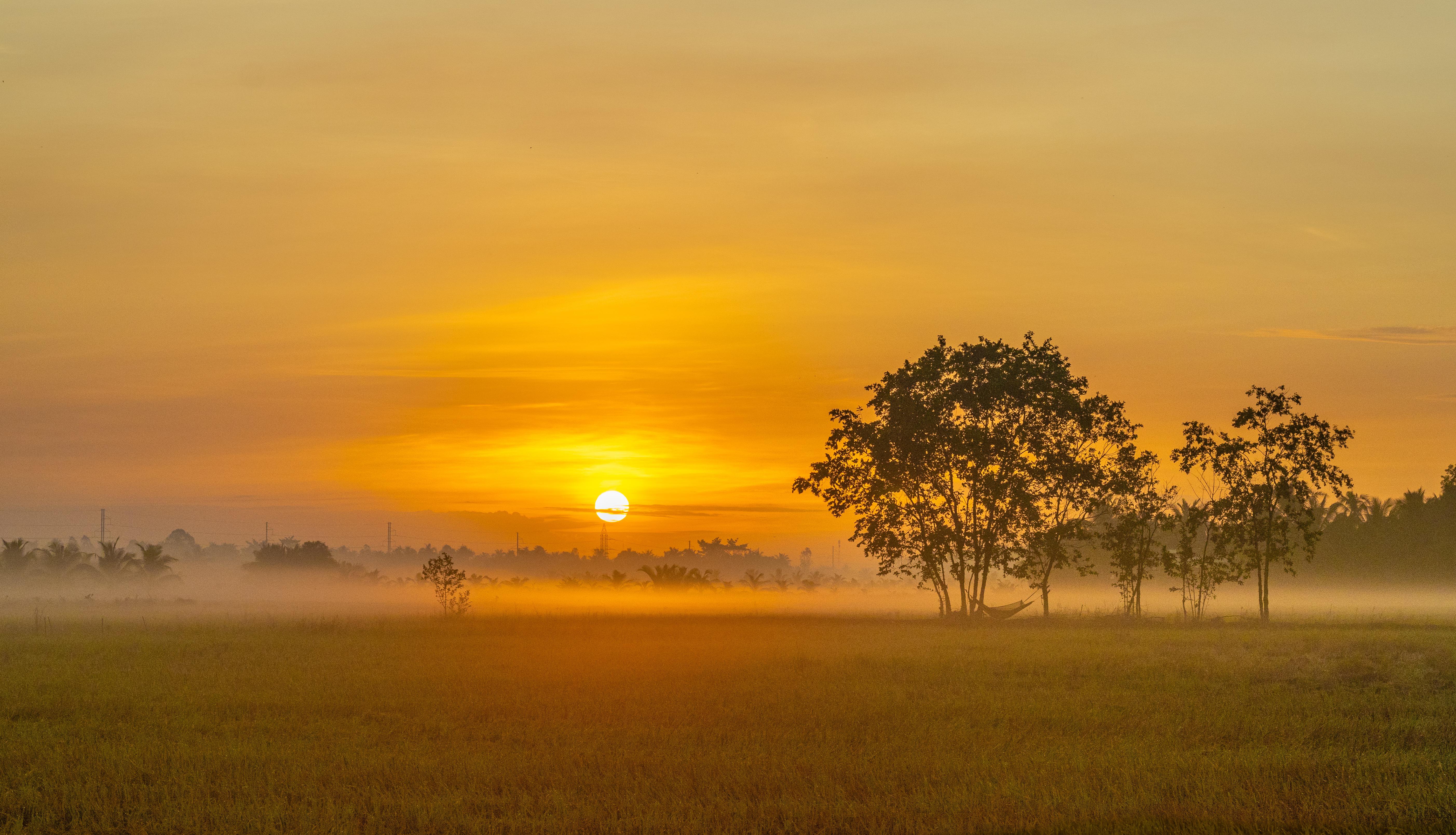 Golden field at sunrise