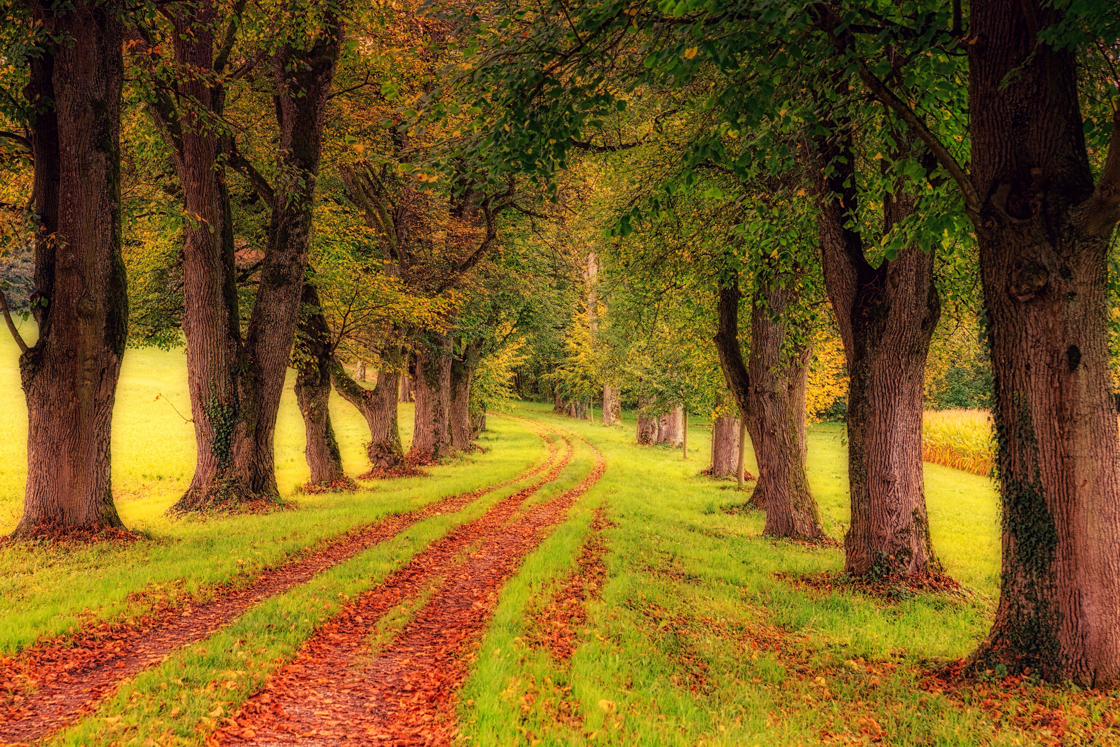 Tree-lined path